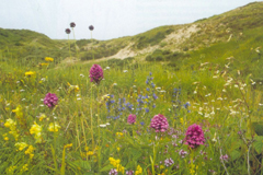 Duingrasland